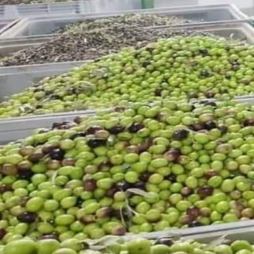 WhatsApp Image 2025-11-09 at 22.07.14