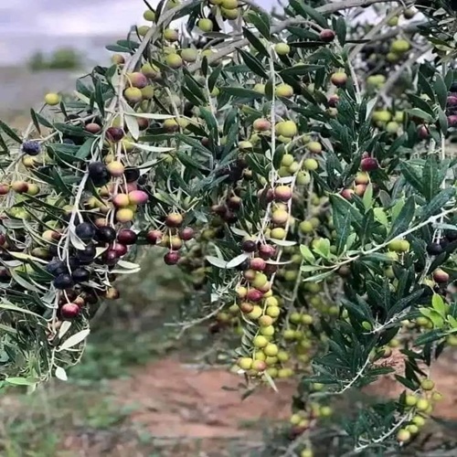 WhatsApp Image 2025-11-09 at 22.07.16 (1)